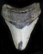 Bargain Megalodon Tooth - North Carolina #21966-1